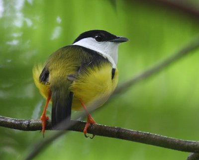 White-collared Manakin