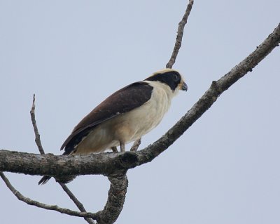 Laughing  Falcon