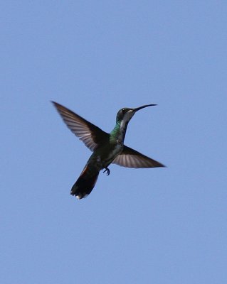 Green-breasted Mango