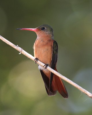 Cinnamon Hummingbird