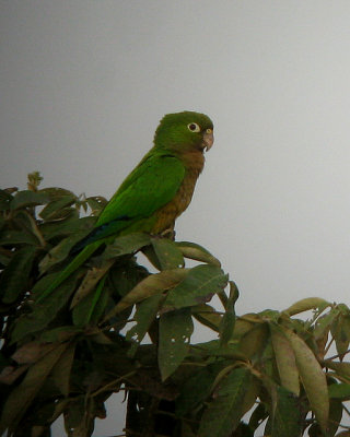 Olive-Throated Parakeet