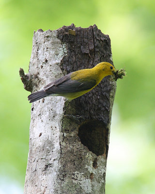 Prothonotary Warbler