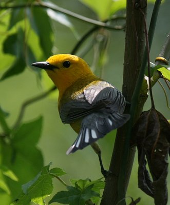 Prothonotary Warbler