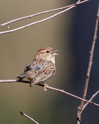 Bachman's Sparrow