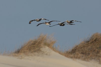 Brown Pelicans