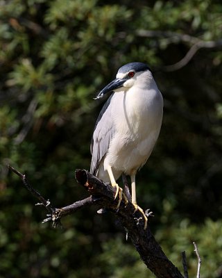 Black-crowned Night-heron