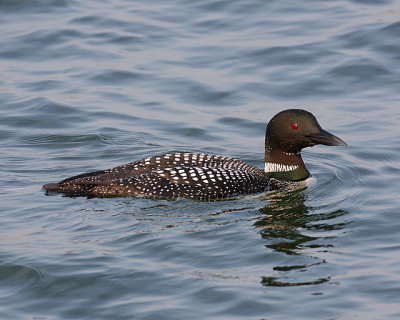 Common Loon