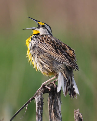 Eastern Meadowlark