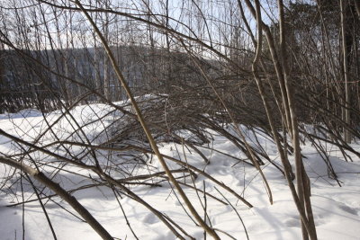 resized_0021.jpg