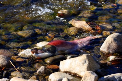 Salmon Run on Adams River