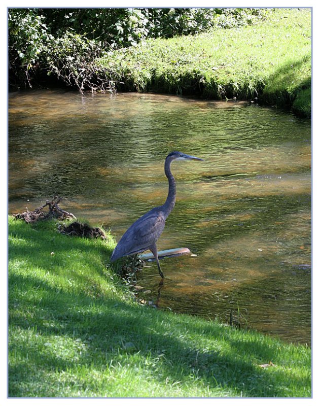 Heron