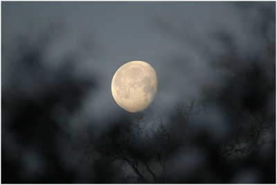 Morning Moon                                                                                    3975.jpg