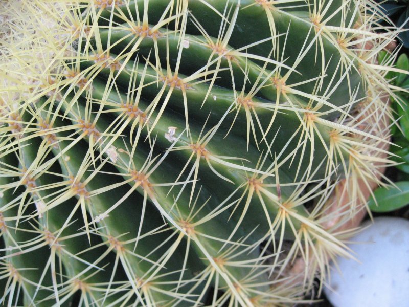 Cactus, Detail 