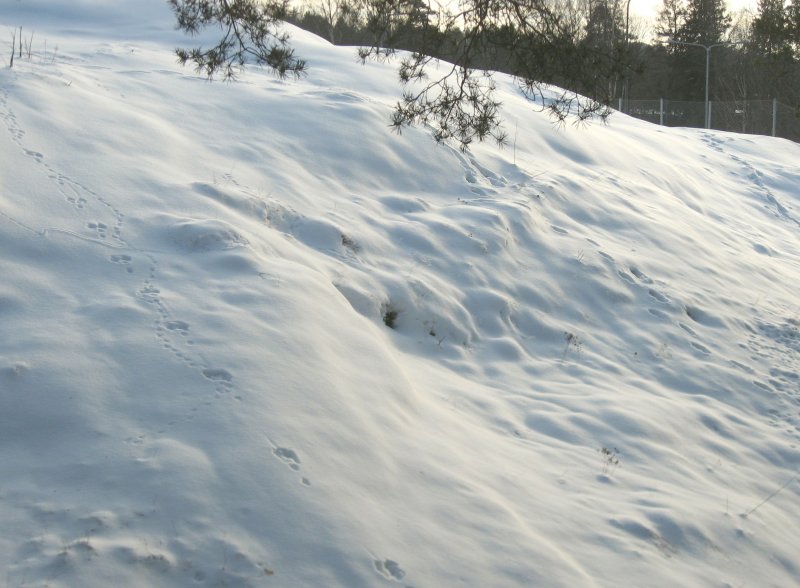 Tracks In Snow 2..