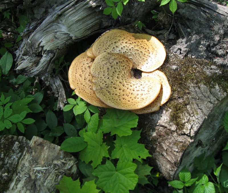 Spring Mushroom