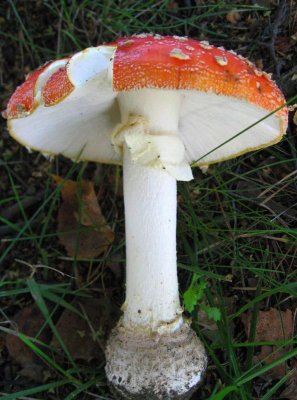 Fly Agaric, poisonous