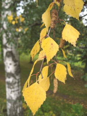 Yellow Leaves Of Birch