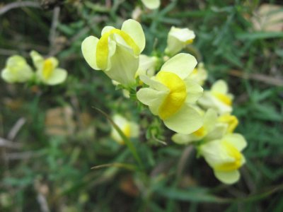 Common Toadflax - Linaria vulgaris