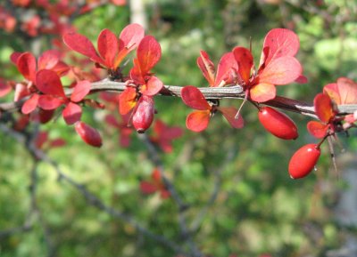 Red Twig With Berries