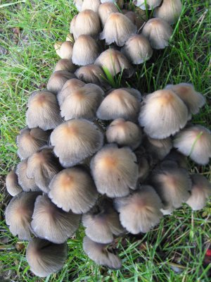 Fungi Family In the Yard