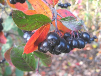 Aronia Leaves and Berries