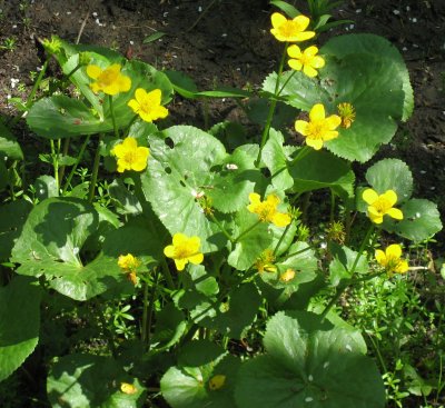 Marsh marigold