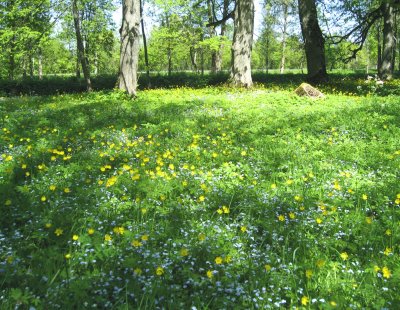 Forest Tulips and Forget-Me-Nots 