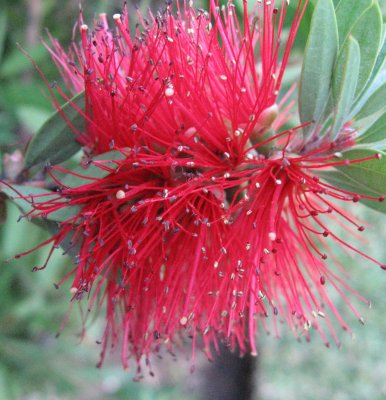 Red Flower = Callistemon Citrinus, Bottlebrush