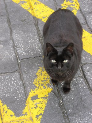 A Black Cat on the Yellow Line