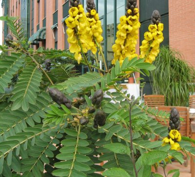  Cassia didymobotrya Fresen 