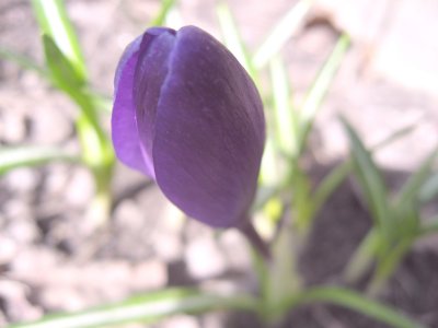 Spring Time