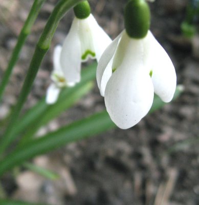 Snowdrops