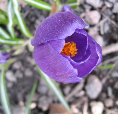 A Crocus With Warm Heart..:)