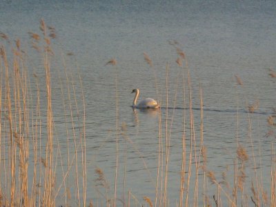 A Swan in the Evening Sun