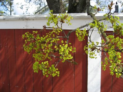 Red Fence and Yellow  Maple Flowers