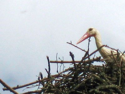 White Stork on his nest