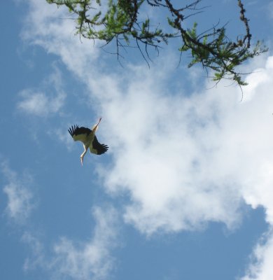 White Stork