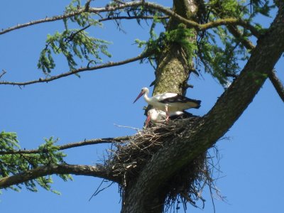 White Storks on Their Nest in the Larch/Tamarack