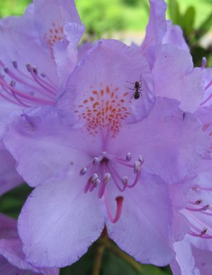 Rhododendron In Our Yard