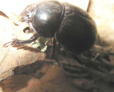 A Beetle