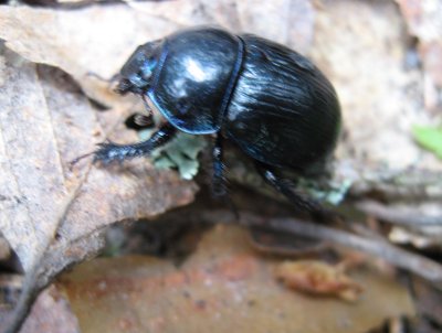 A Quickly Moving Blue Beetle