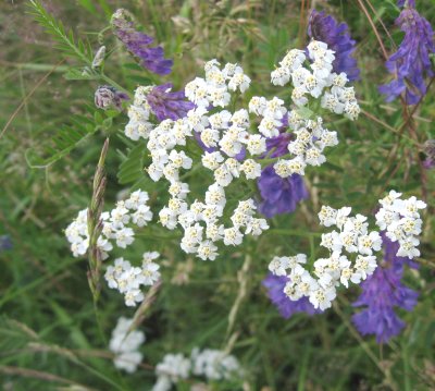 Common Yarrows/Milfoils/Gordaldos and Bird Vetches (or Cow Vetches)