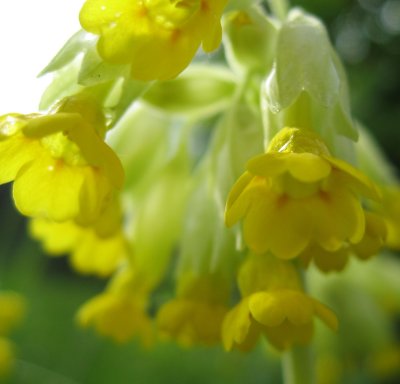 Cowslip - Primula Veris