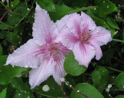 Clematis In Our Yard