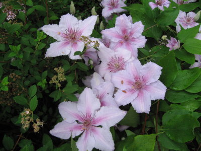 Clematis in our Yard