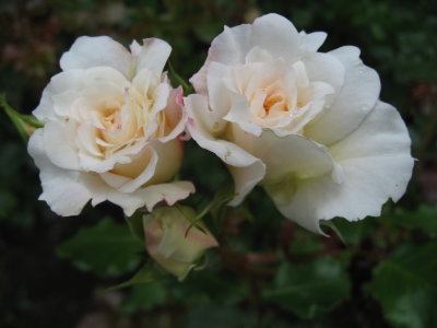 A Couple Of Roses