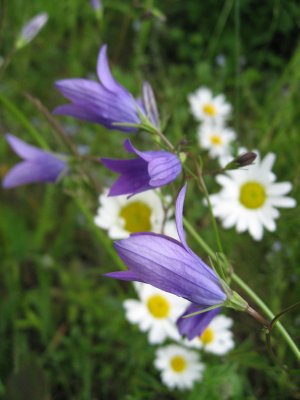 Spreading Bellflowers And Marguerites