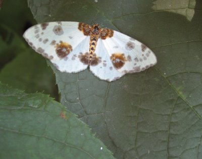 Tiny Butterfly