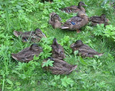 Ducks having Siesta