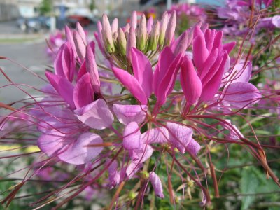 Cleome